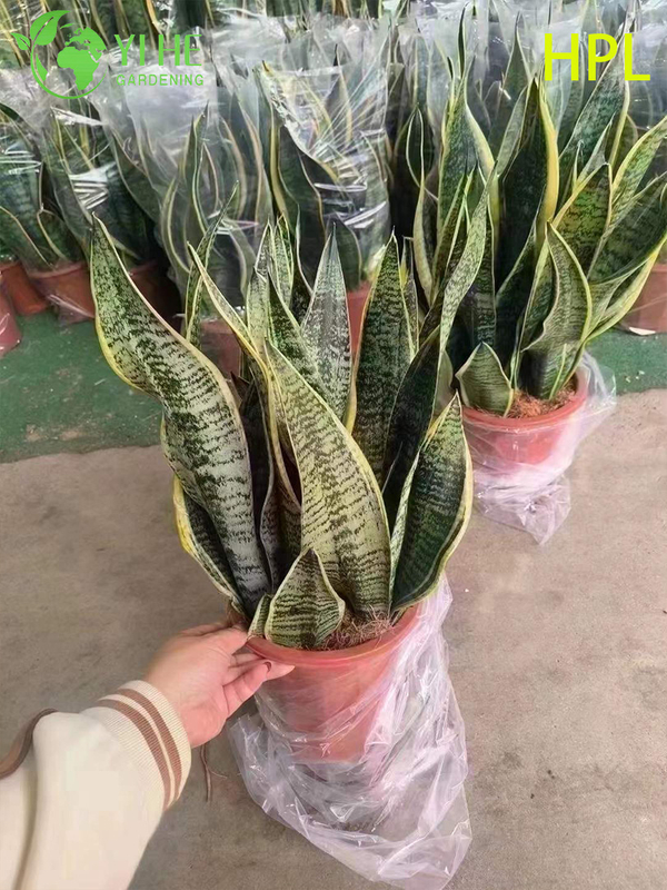 Evergreen Sansevieria Trifasciata Snake Plant for Indoor Decor