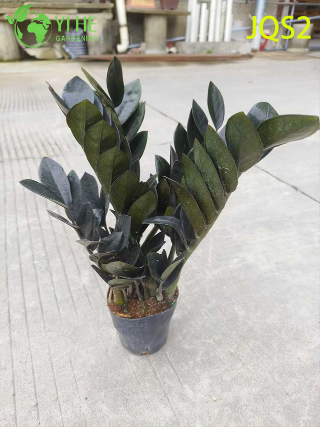 Low - Maintenance Zamioculcas Zamiifolia Money Tree for Indoor Spaces