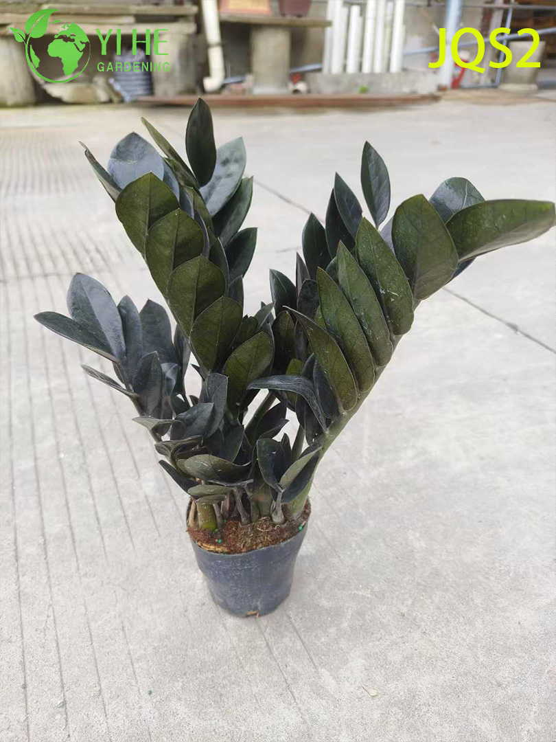 Low - Maintenance Zamioculcas Zamiifolia Money Tree for Indoor Spaces
