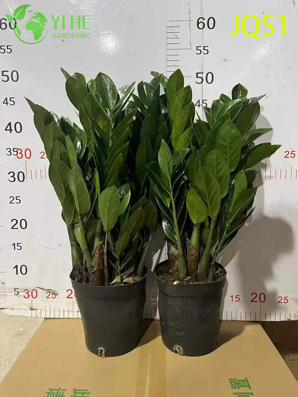 Evergreen Zamioculcas Zamiifolia Money Tree for Indoor Decor