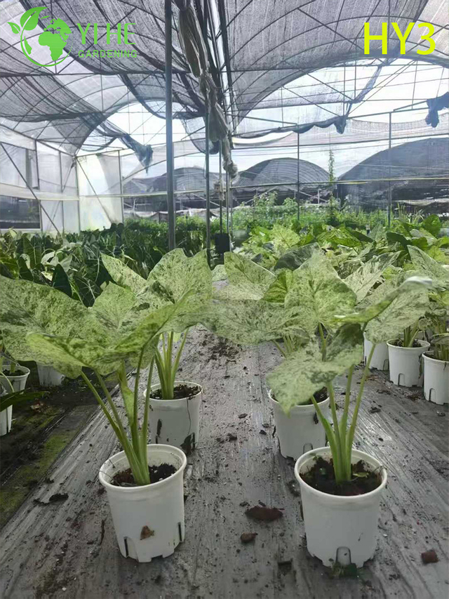 Exotic Foliage Alocasia Potted Plant - Diverse Leaf - Patterned Tropical Greenery