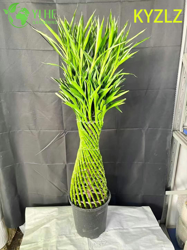 Evergreen Lucky Bamboo Woven Cage for Indoor Feng Shui Decor