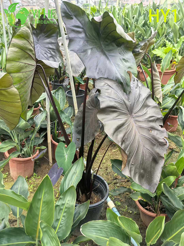 Tropical Young Alocasia Zebrina Potted Plant - Evergreen Indoor Decor Greenery