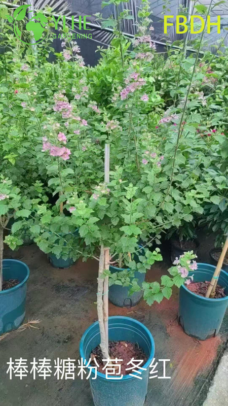 Premium Rosa Hochblatt Winterroter Strauch Zierpflanze in Großhandelsexportqualität