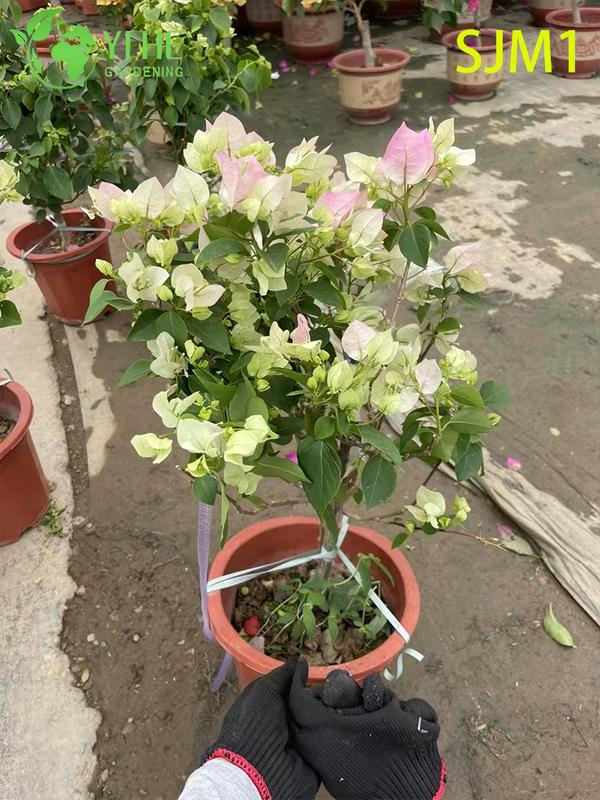Wholesale Potted Bougainvillea Live Plants Colorful Flowering Garden Bonsai