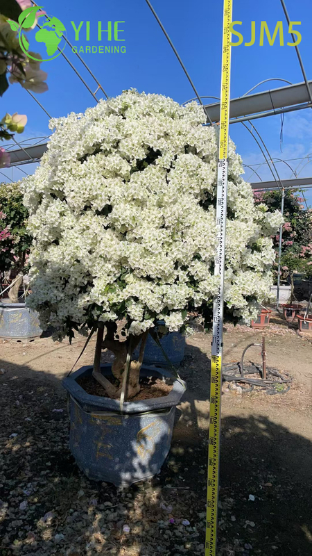 Wholesale Multi-Grafted Bougainvillea Tree Rainbow Specimen Plant Bonsai