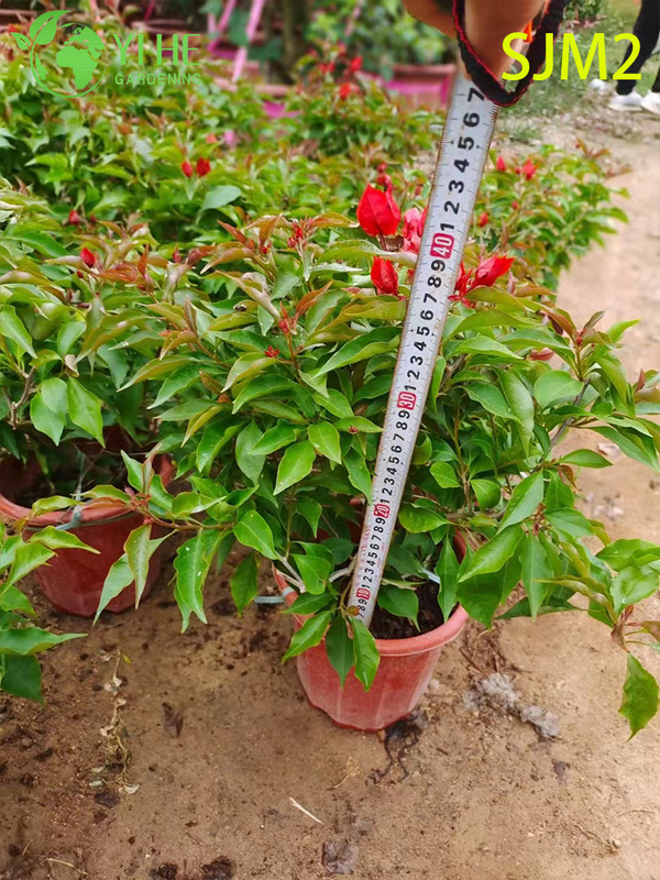 Wholesale Bougainvillea Standard Tree Live Plant for Patio Garden Bonsai
