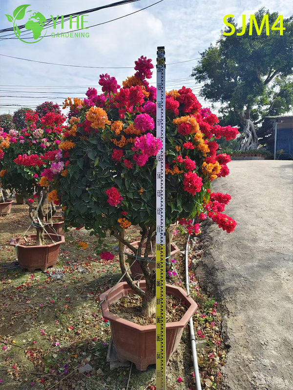 Wholesale Artistic Bougainvillea Bonsai Tree Living Garden Sculpture Bonsai