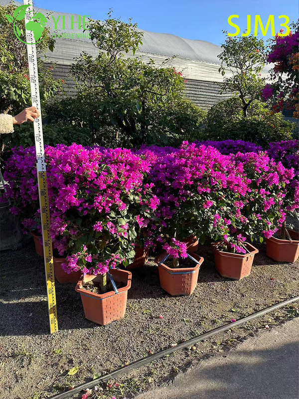 Wholesale Large Bougainvillea Specimen Tree for Outdoor Landscape Bonsai
