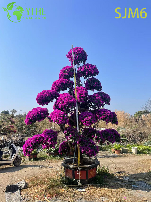 Bonsái arquitectónico de la planta del jardín del árbol del Topiary de la buganvilla columnar al por mayor