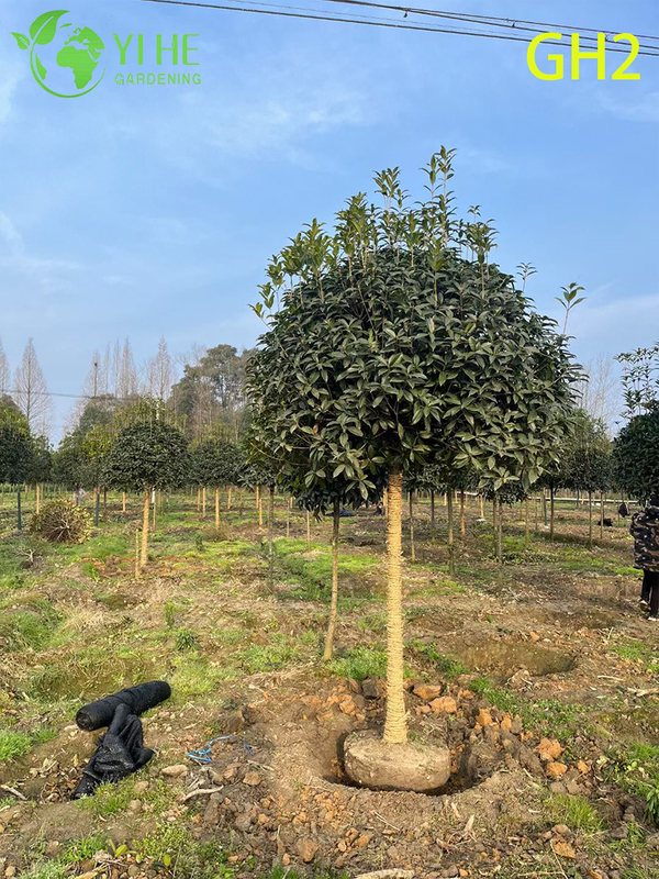 Globular - Shaped Mature Osmanthus Fragrans Ornamental Tree