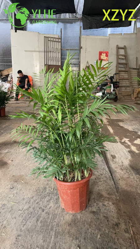 Compact Green Chamaedorea elegans for Indoor Tropical Accents Plant