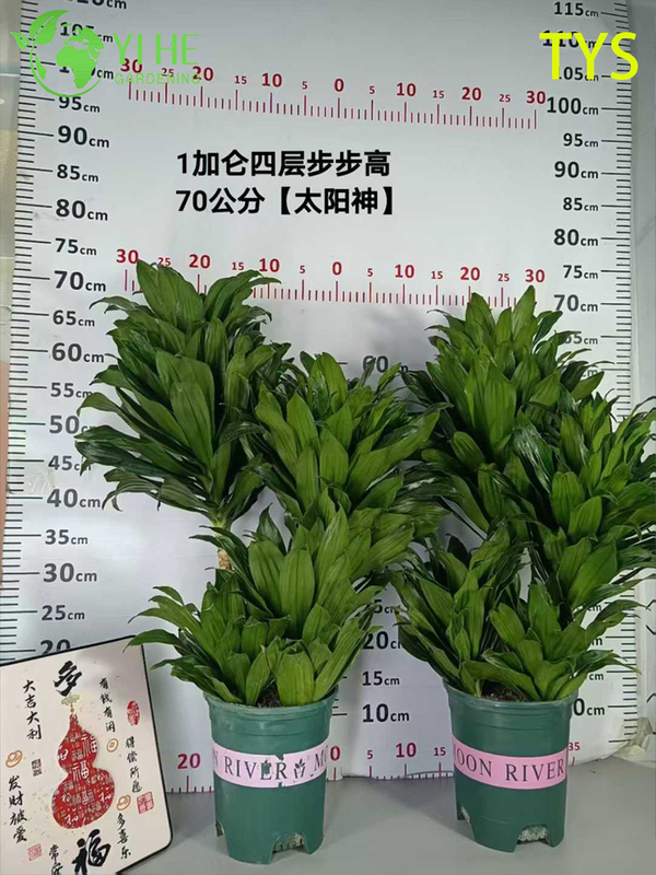 Compact Evergreen Dracaena deremensis for Indoor Decoration Plant