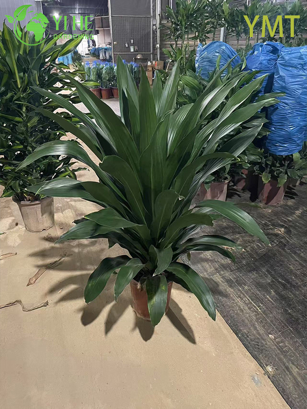 Tall Evergreen Draceana arborea for Indoor Decoration Plant