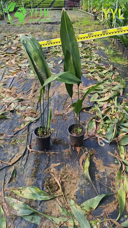Hardy Evergreen Aspidistra elatior for Shade Gardens & Indoor Decor Plant