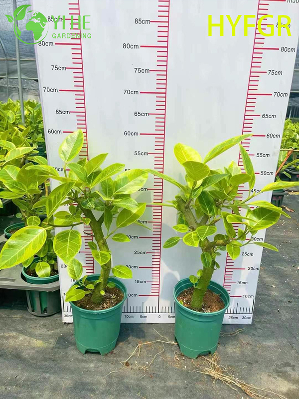Indoor Ficus Variegata Foliage Potted Decorative Plant