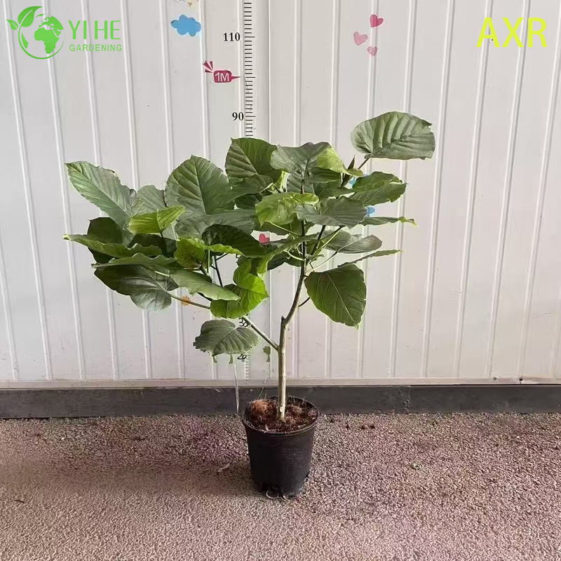 Multifunctional indoor decorative fig Ficus Umbellata indoor potted foliage plant