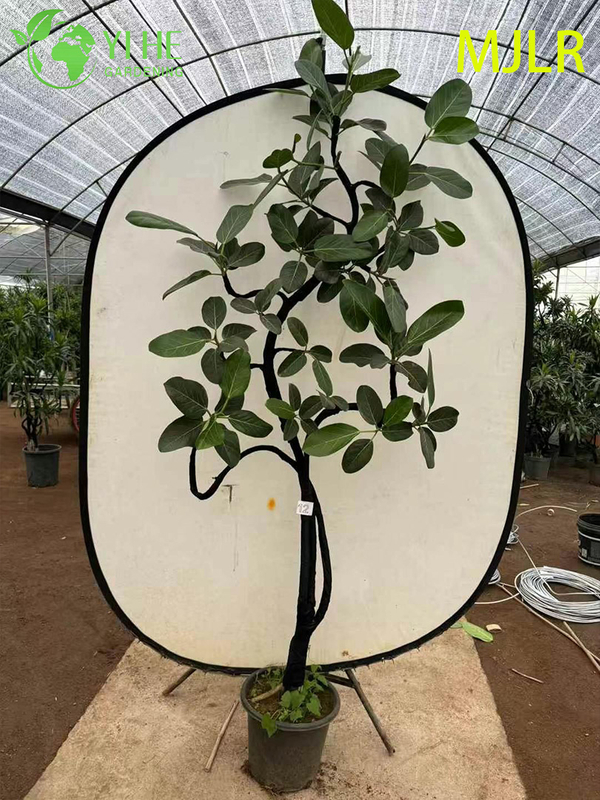 Indoor Bengal Fig Ficus Bengalensis Large Foliage Potted Decorative Plant