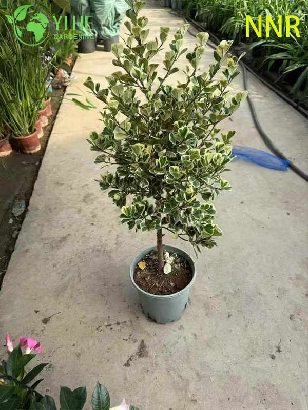Indoor Milk Fig Ficus Altissima Foliage Potted Decorative Green Plants