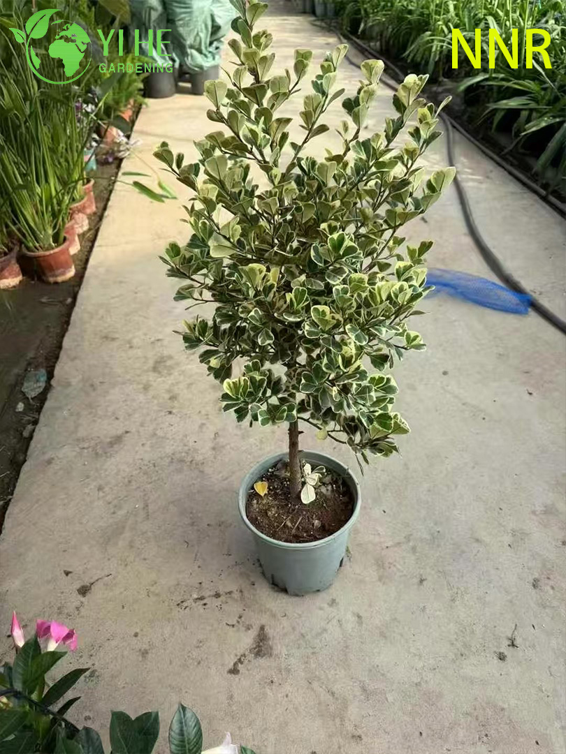 Indoor Milk Fig Ficus Altissima Foliage Potted Decorative Green Plants