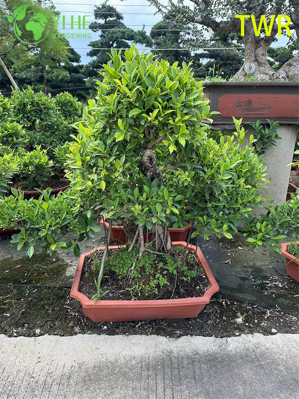 Indoor Taiwan Ficus Microcarpa Foliage Potted Decorative Green Plants