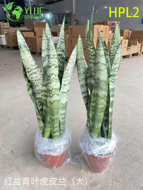 Live Laurentii Snake Plant Variegated Indoor Air Purifying Houseplant Bonsai