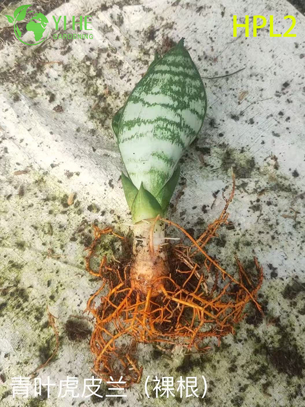 Dwarf Hahnii Bird's Nest Snake Plant Live Rosette Houseplant