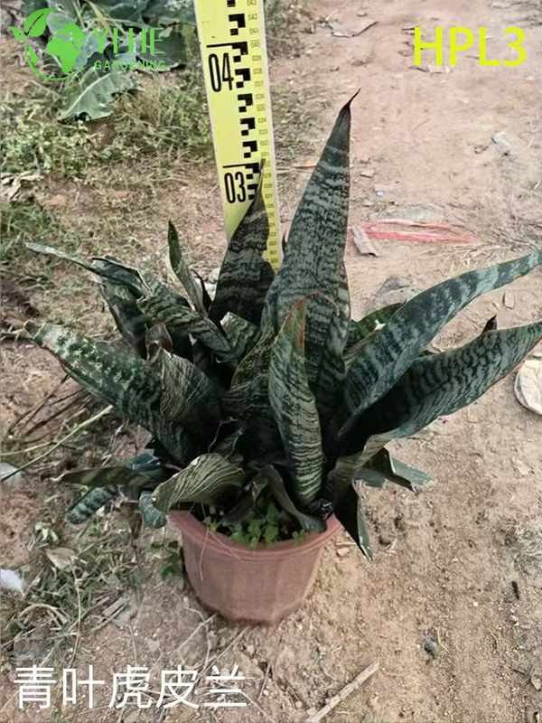 Live Sansevieria Cylindrica African Spear Indoor Succulent Plant