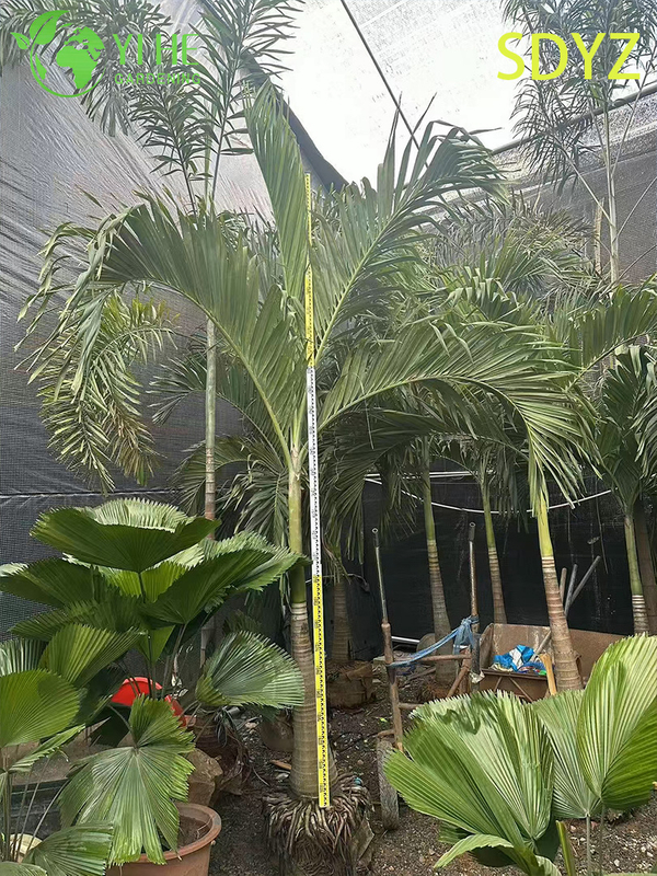 Wholesale Christmas Palm (Adonidia Merrillii) - Evergreen Ornamental Palms