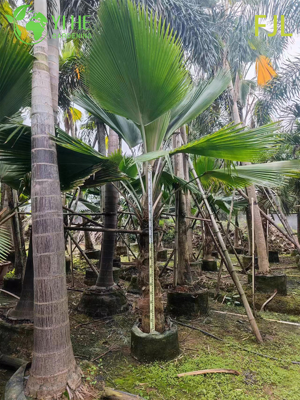 Wholesale Fiji Palm (Pritchardia Pacifica) - Large Evergreen Palms