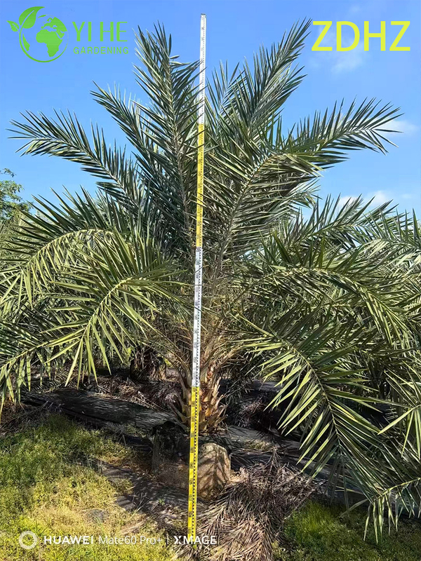 Wholesale Medjool Date Palm (Phoenix Dactylifera) - Tall Hardy Palms
