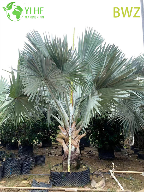 Wholesale for Outdoor Landscaping, Garden Decoration & Commercial Projects