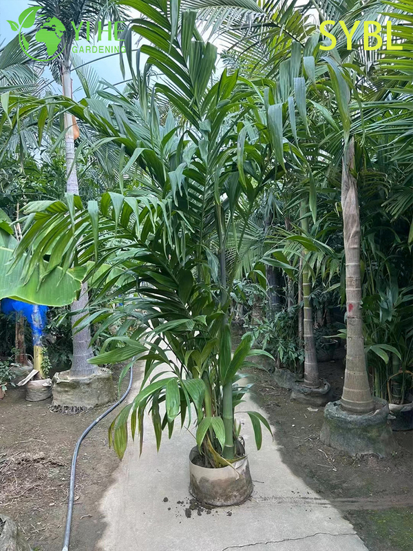 Wholesale Areca Triandra (Three-Drug Betel Palm) - Clumping Evergreen Palms