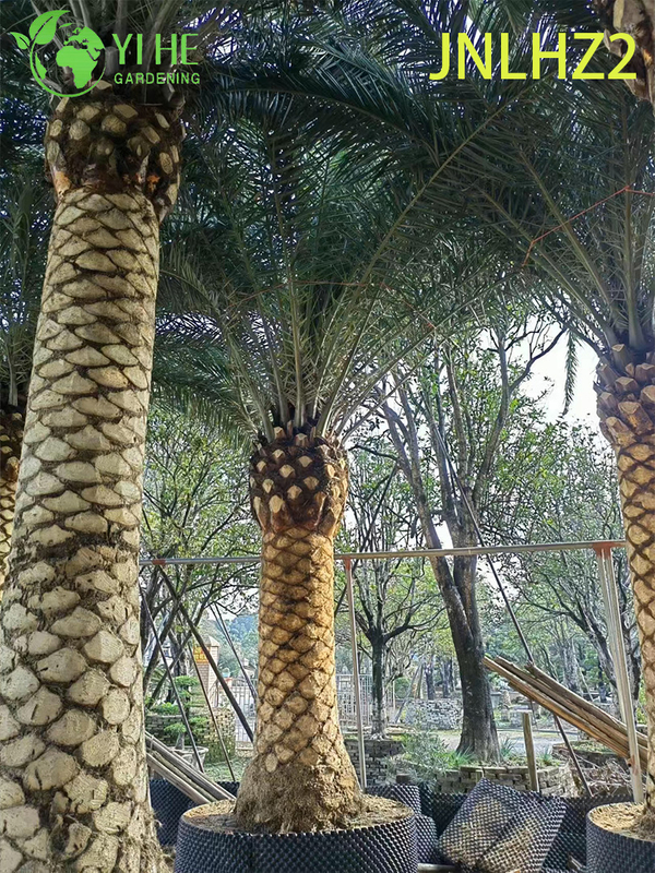 Wholesale Canary Island Date Palm (Phoenix Canariensis) - Large Salt-Tolerant Hardy Palms