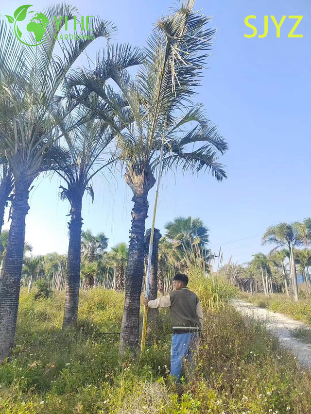 Wholesale Triangular Palm (Dypsis Decaryi) - Evergreen Ornamental Palms
