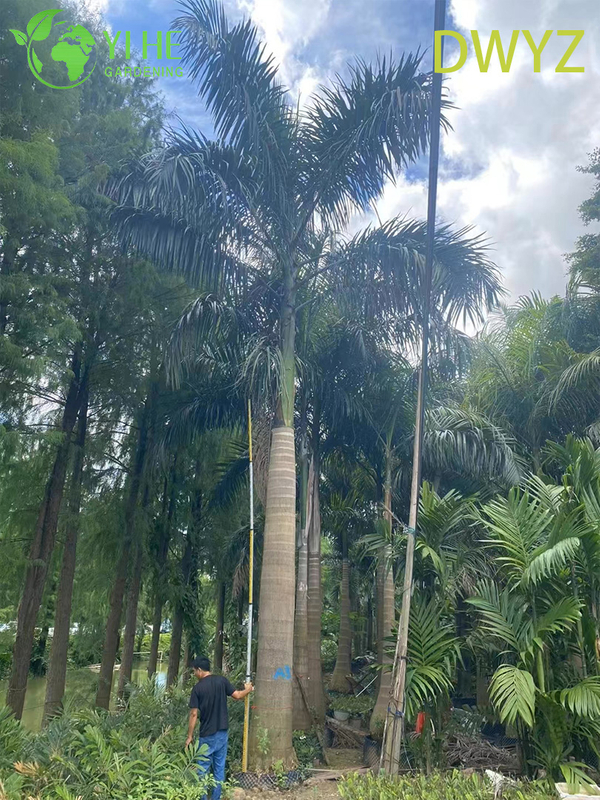 Wholesale Royal Palm (Roystonea Regia) - Tall Evergreen Palms