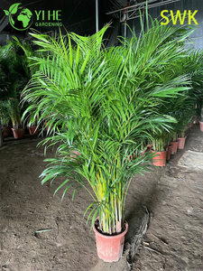 Chrysalidocarpus Lutescens Tropical Evergreen Palm for Indoor Outdoor Decor Plant