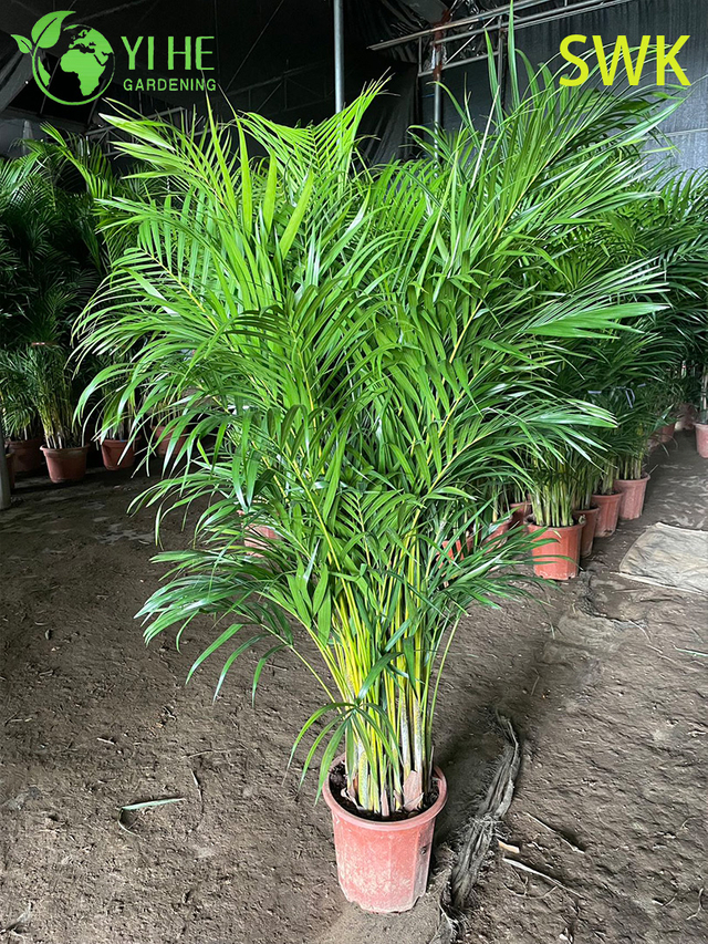 इनडोर आउटडोर सजावट संयंत्र के लिए क्रिसलिडोकार्पस ल्यूटेसेंस उष्णकटिबंधीय सदाबहार पाम