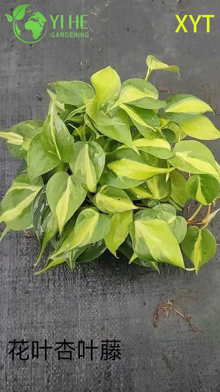 Wholesale Syngonium Podophyllum Potted Plants for Indoor Trailing Foliage Decor