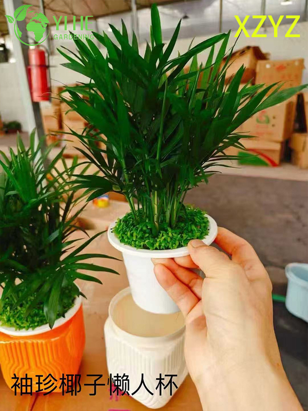 Wholesale Chamaedorea Elegans Potted Plants for Indoor Compact Tropical Foliage Decor