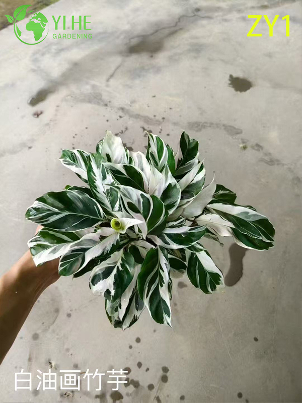 Wholesale Calathea Potted Plants for Indoor Variegated Foliage Air-Purifying Decor