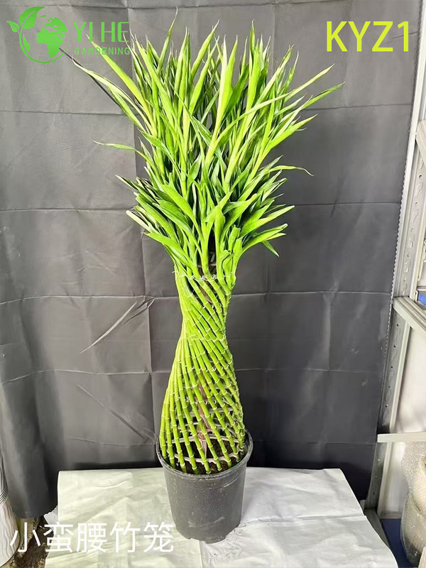Wholesale Lucky Bamboo Dracaena Potted Plants for Indoor Decor & Gifting