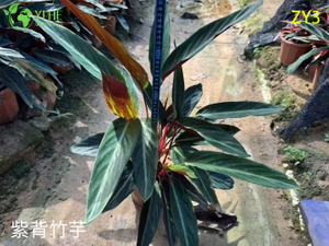 Exotic Calathea Plants for Wholesale - Tropical Foliage Houseplant & Garden Decor