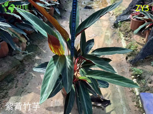 Exotic Calathea Plants for Wholesale - Tropical Foliage Houseplant & Garden Decor