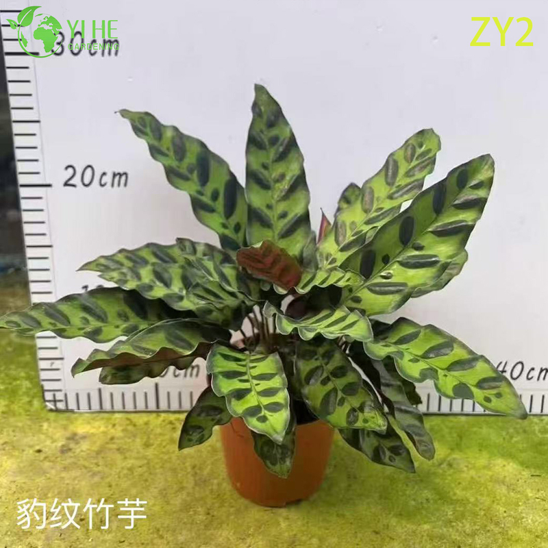 Premium Tropical Calathea Plants for Wholesale Export - Indoor Decorative Foliage