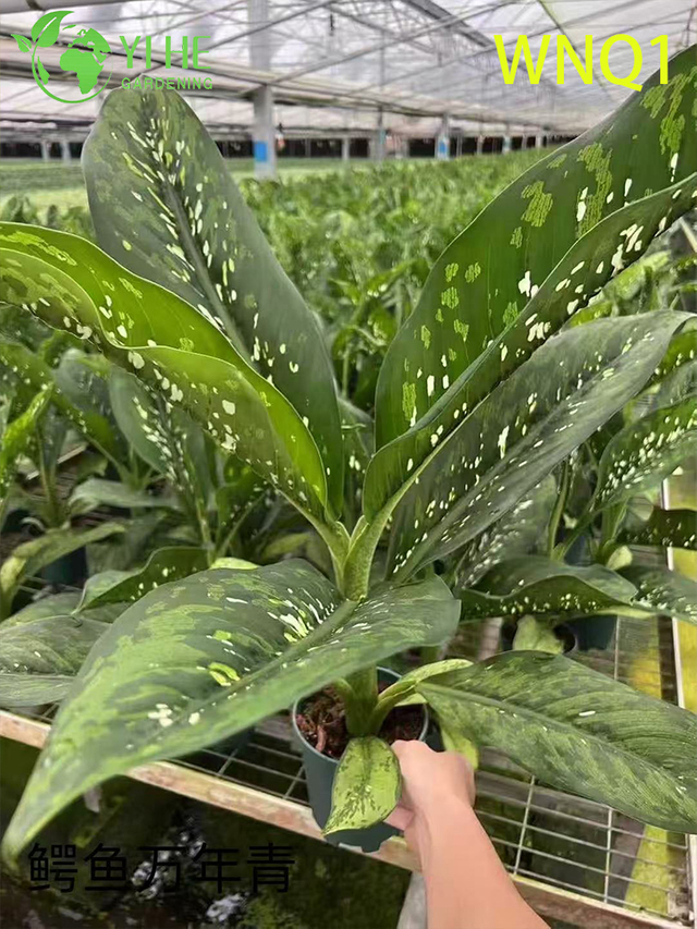 Wholesale Aglaonema Potted Plants for Indoor Evergreen Air-Purifying Decor