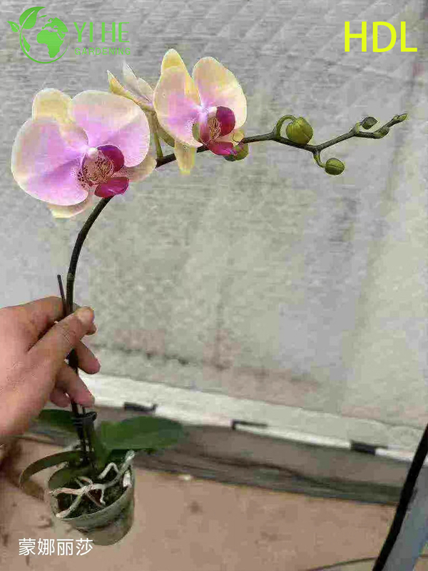 Wholesale Phalaenopsis Orchid Potted Plants for Indoor Floral Decoration & Gifting