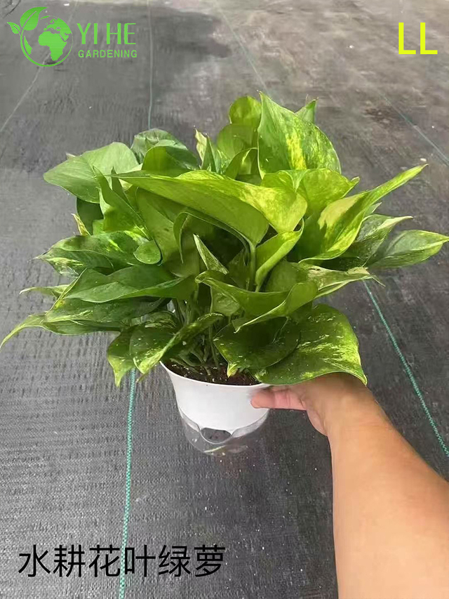 Wholesale Epipremnum Aureum Potted Plants for Indoor Hanging Air-Purifying Decor
