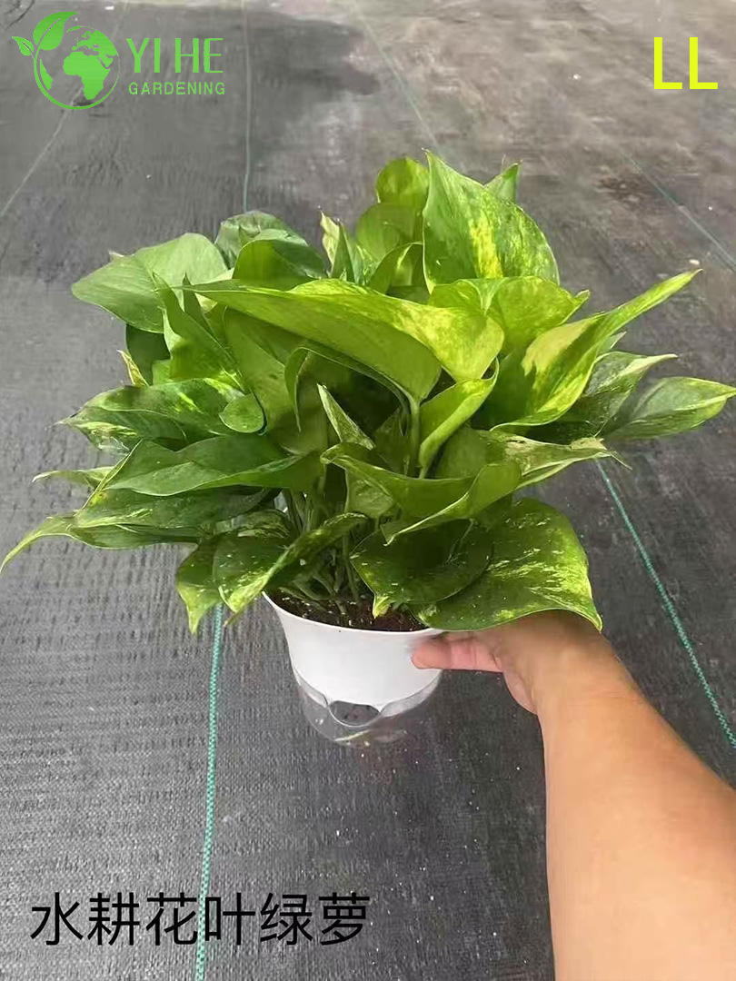 Wholesale Epipremnum Aureum Potted Plants for Indoor Hanging Air-Purifying Decor