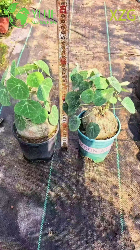 Wholesale Dioscorea Elephantipes Potted Plants for Indoor Succulent Decor & Collection